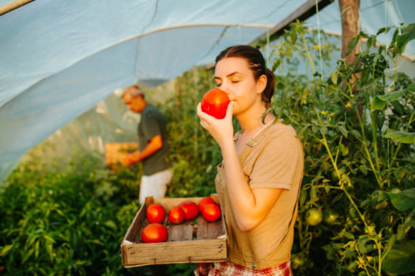 CD089 Tomates production bio Maraicher